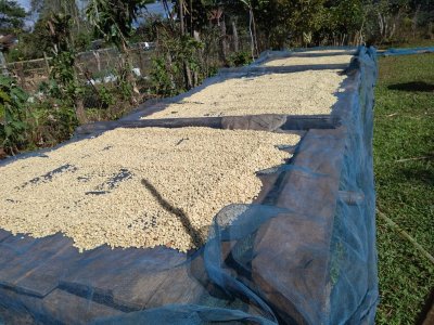 画像3: 【100ｇ】ラオス 「センチャン農園・イエローカツアイ種/ハニープロセス」