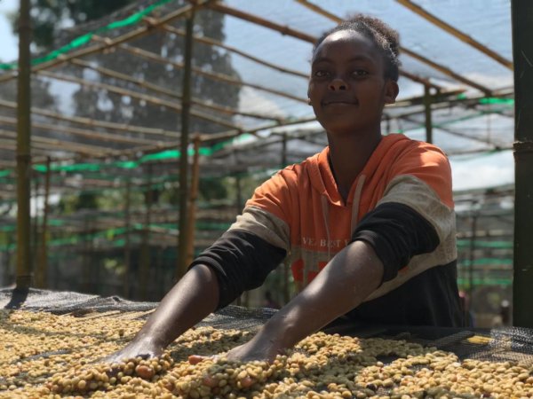 画像3: 【1kg】エチオピア・ヘレフG1  Washed (3)