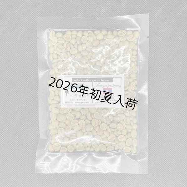 画像1: 【100ｇ】ラオス 「センチャン農園・イエローカツアイ種/ハニープロセス」 (1)