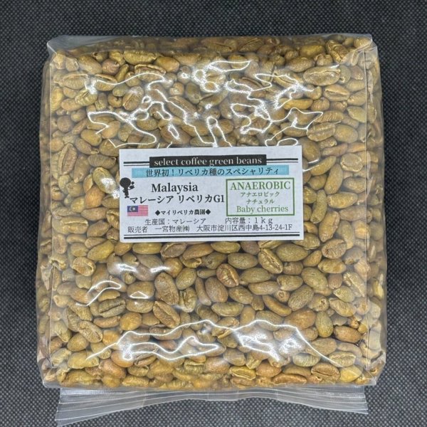 画像1: 【1kg】マレーシア リベリカ種G1 「アナエロビック・ベビーチェリー」 (1)