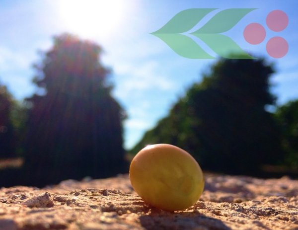 画像8: 【100g】ブラジル・トパージオ「パトスデミナス地域」（partnership-lot） (8)