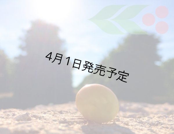 画像8: 【1kg】ブラジル・トパージオ「パトスデミナス地域」（partnership-lot） (8)