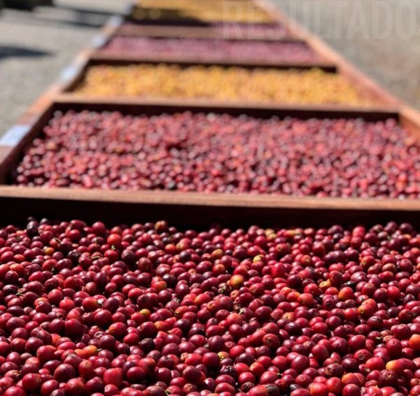 画像6: 【100g】ブラジル・トパージオ「パトスデミナス地域」（partnership-lot） (6)