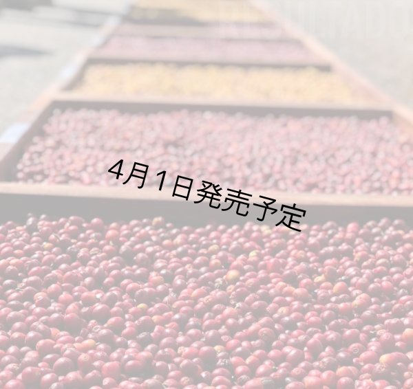 画像6: 【1kg】ブラジル・トパージオ「パトスデミナス地域」（partnership-lot） (6)