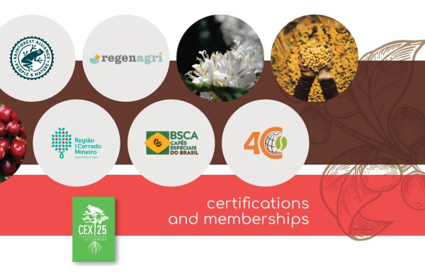 画像10: 【100g】ブラジル・トパージオ「パトスデミナス地域」（partnership-lot） (10)