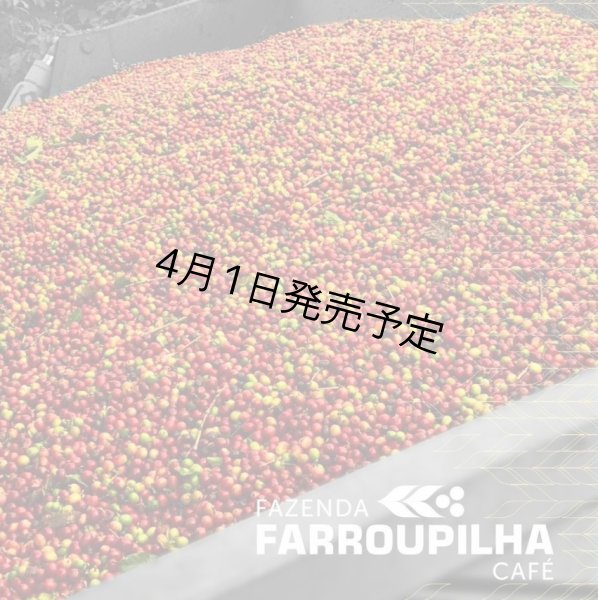 画像7: 【1kg】ブラジル・トパージオ「パトスデミナス地域」（partnership-lot） (7)