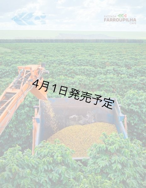 画像9: 【1kg】ブラジル・トパージオ「パトスデミナス地域」（partnership-lot） (9)