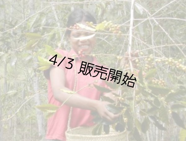 画像2: 【1kg】 東ティモール mix (2)