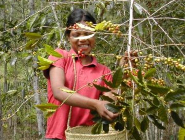 画像2: 【100g】 東ティモール mix (2)