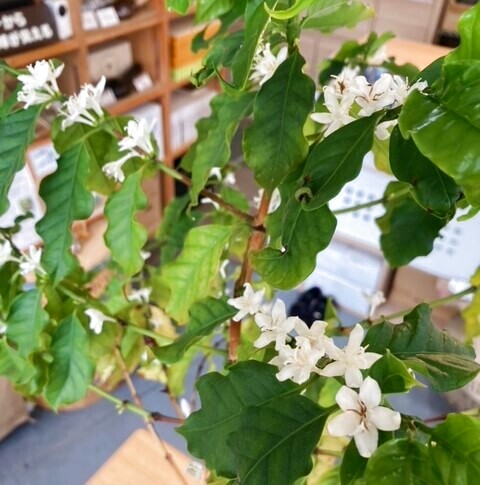 コーヒーの木の花が満開です☆