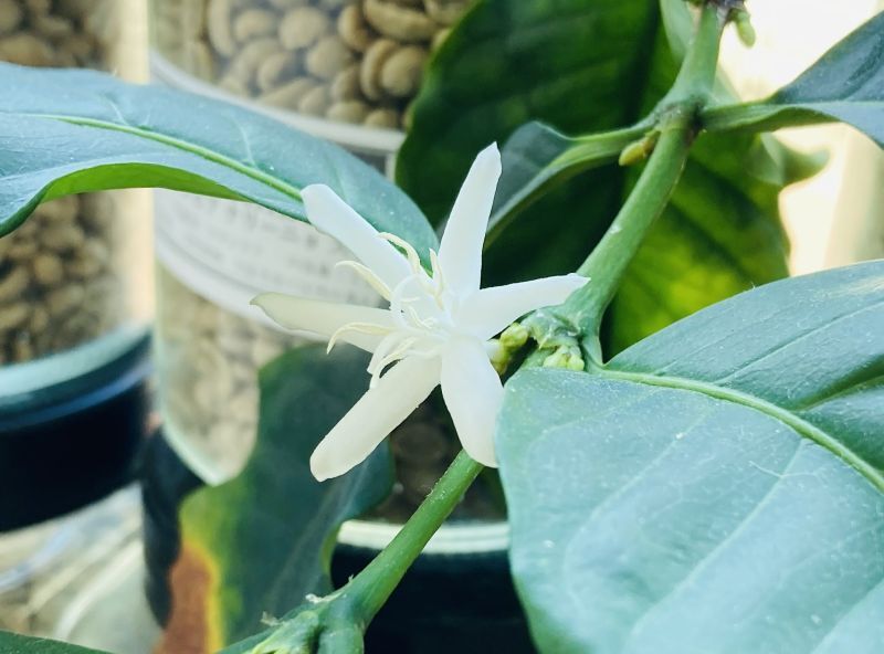 かわいい花が咲いています☆